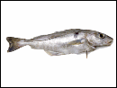Click To Enlarge
