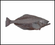 Click to learn more about Fresh Halibut