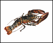 Click to learn more about Fresh Live Nova Scotia Lobster