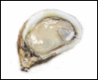 Click to learn more about Fresh Oysters